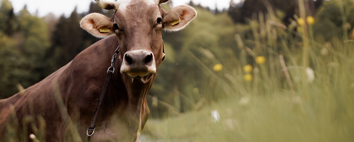 milchkuh 1366x768px