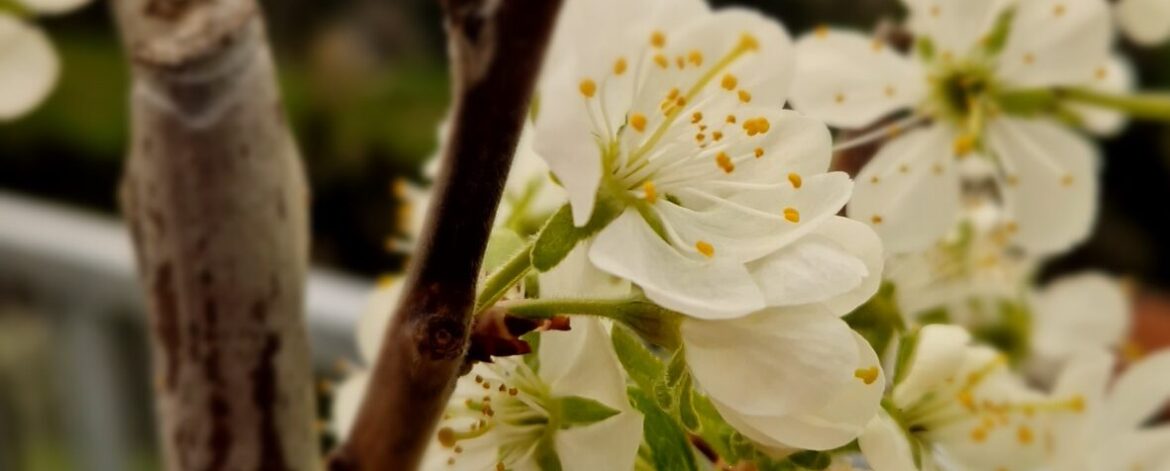Frühling