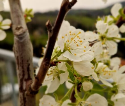 Frühling